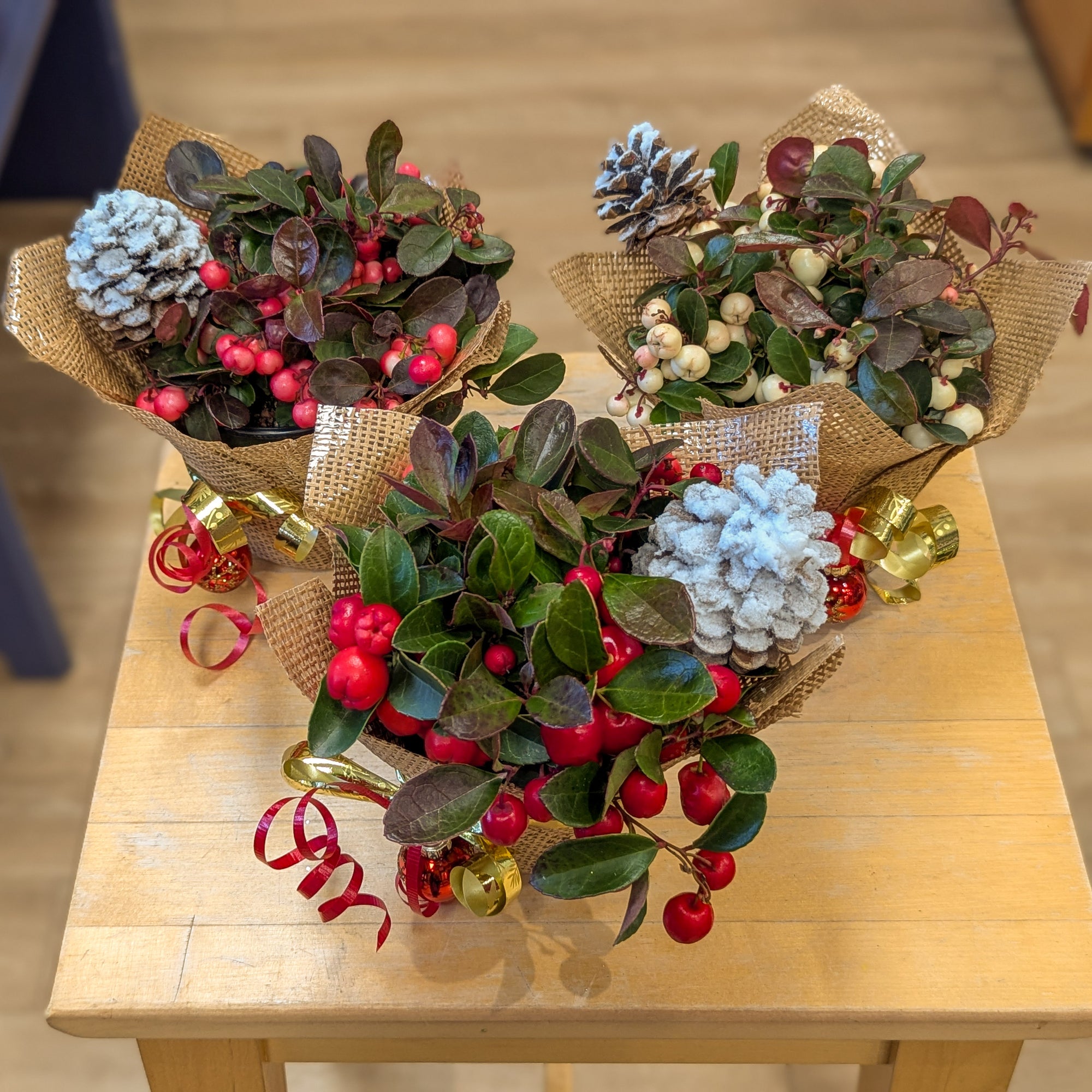 Gaultheria (thé des bois) 4 po