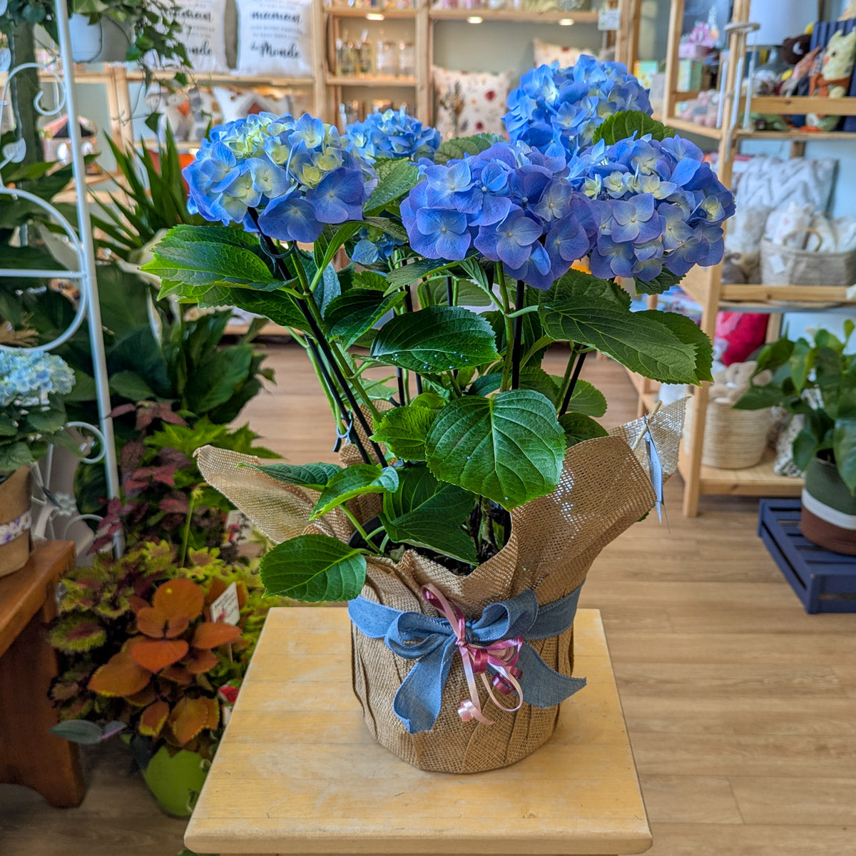 Hydrangée - bleu ou rose - 8 po (cultivé au Québec)