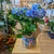 Hydrangée - bleu ou rose - 8 po (cultivé au Québec)