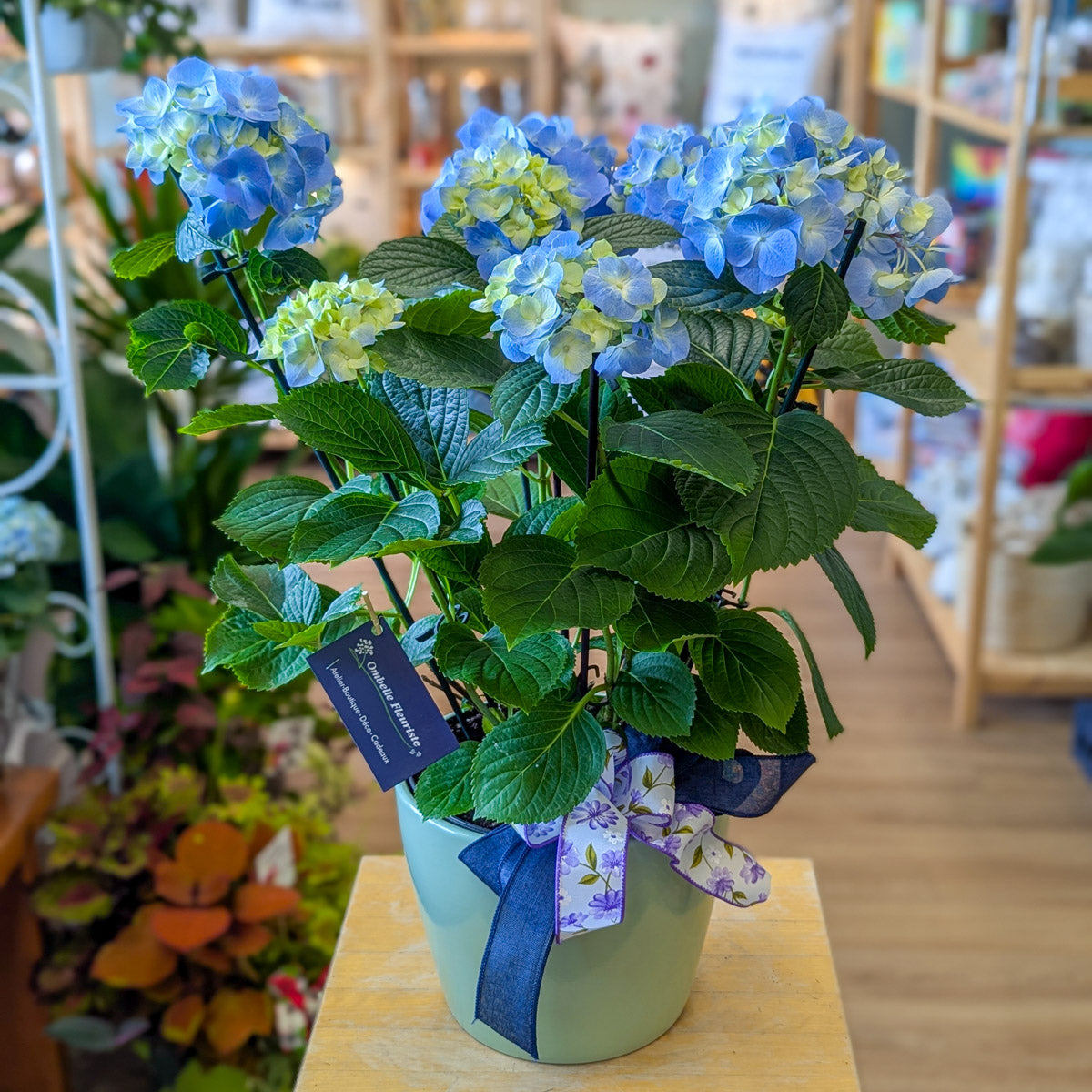 Hydrangée - bleu ou rose - 8 po (cultivé au Québec)