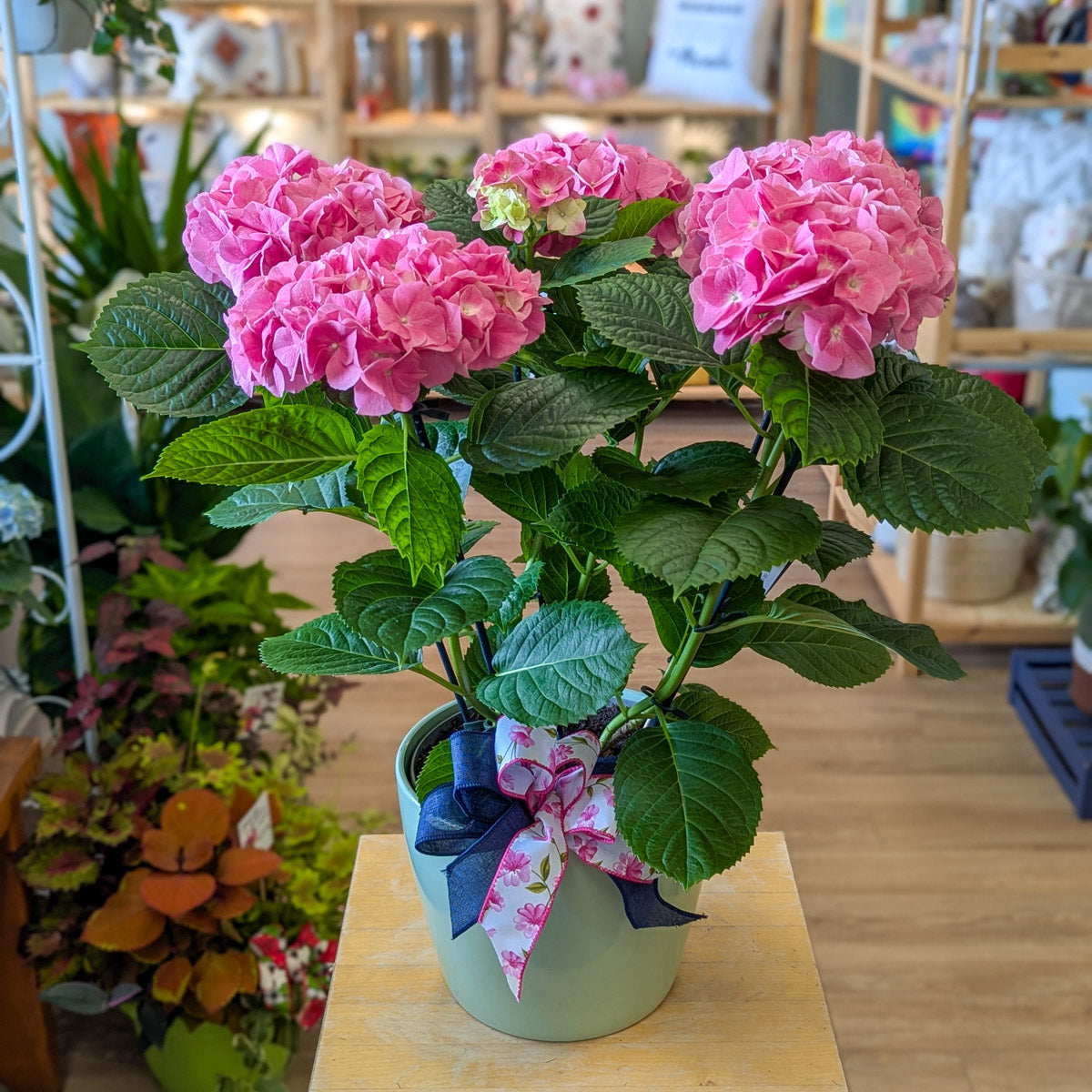 Hydrangée - bleu ou rose - 8 po (cultivé au Québec)
