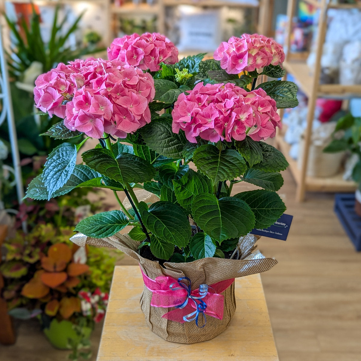 Hydrangée - bleu ou rose - 8 po (cultivé au Québec)