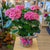 Hydrangée - bleu ou rose - 8 po (cultivé au Québec)