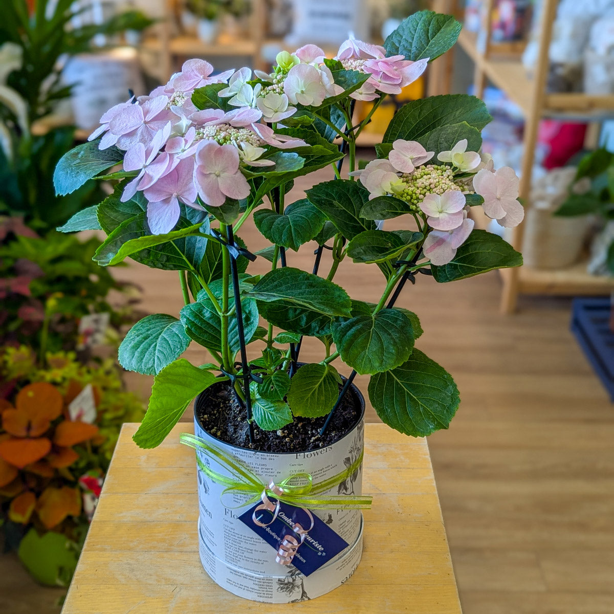 Hydrangée - violet ou rose pâle - 6 po (cultivé au Québec)
