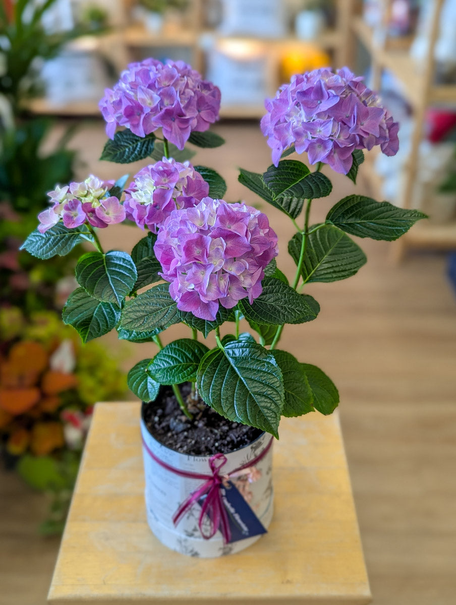 Hydrangée - violet ou rose pâle - 6 po (cultivé au Québec)