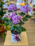 Hydrangée - violet ou rose pâle - 6 po (cultivé au Québec)