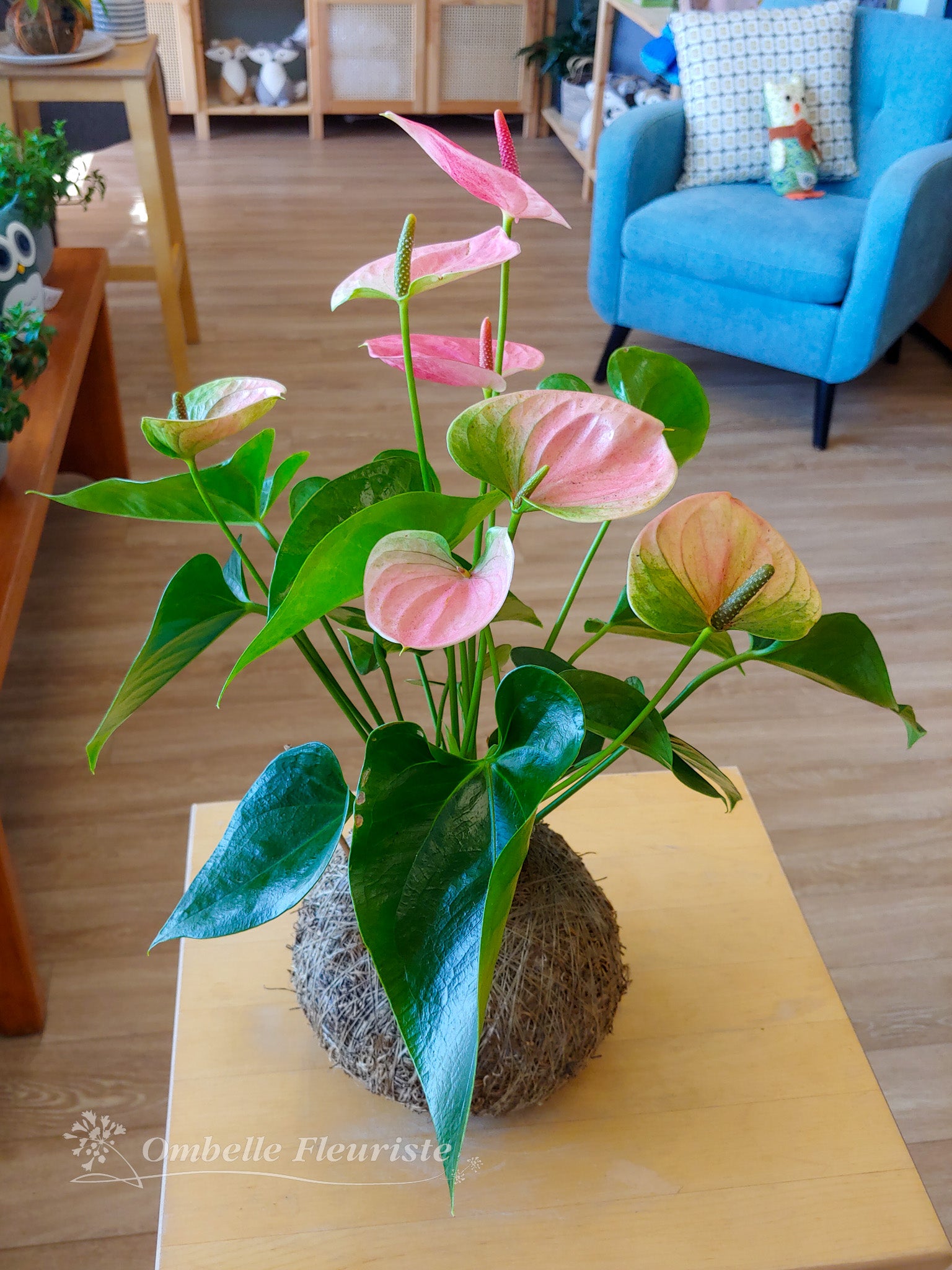 Kokedama - Anthurium (confectionné et cultivée au Québec)