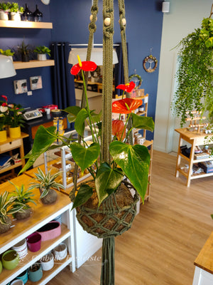 Kokedama - Anthurium (confectionné et cultivée au Québec)
