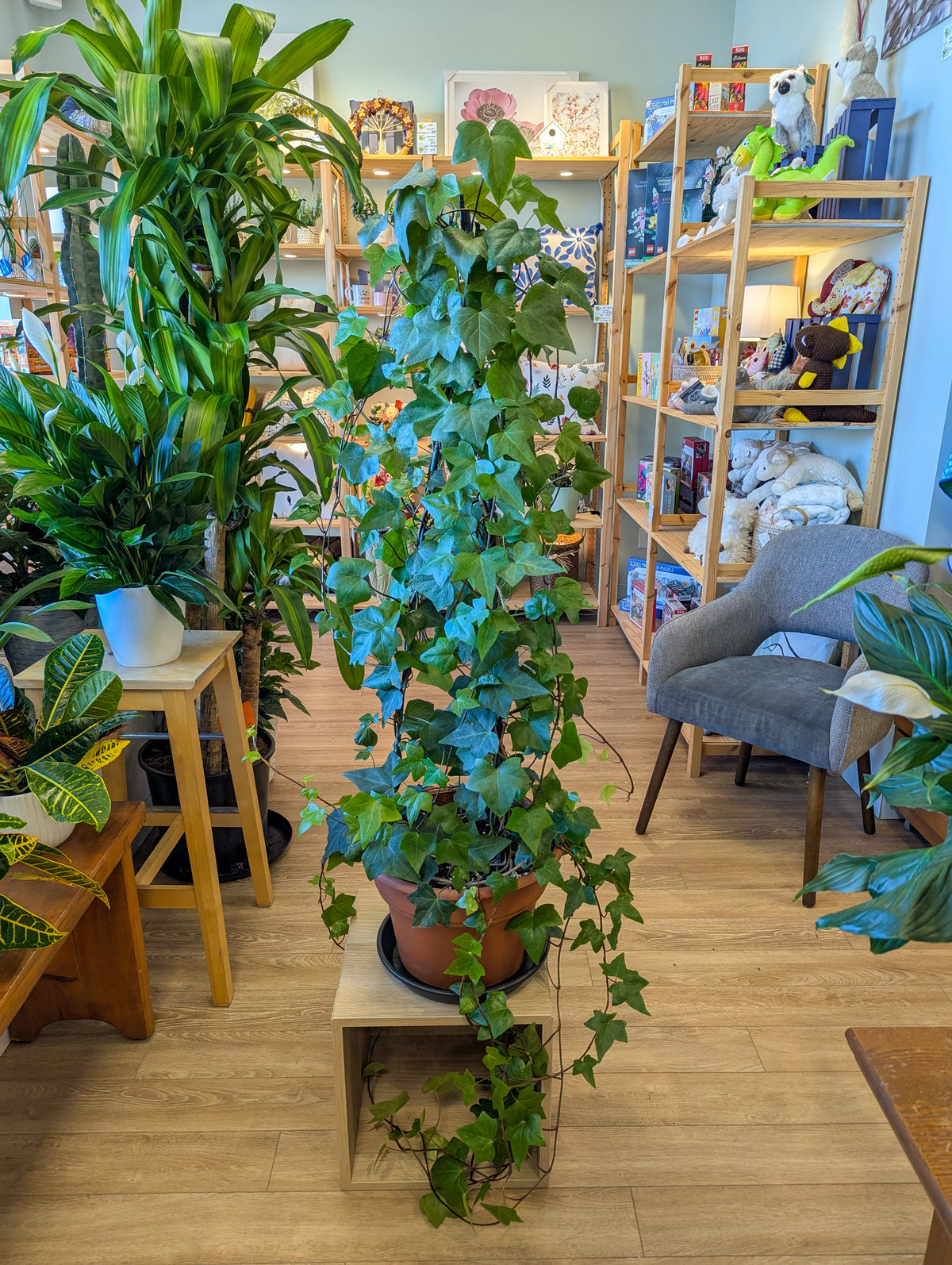 Lierre anglais (topiaire) - 14 po