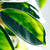 Plantes pour le témoignage client pour le fleuriste St-Lambert - version mobile