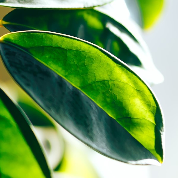 Grand choix de plantes au fleuriste St-Bruno