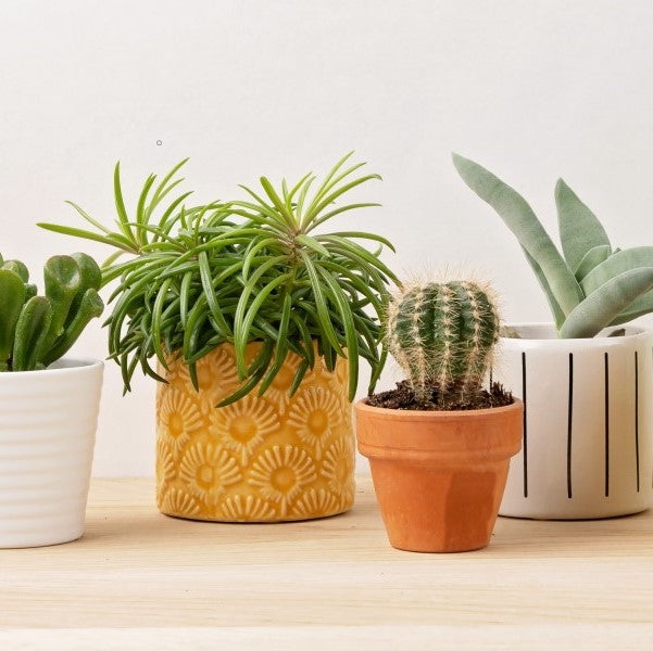 Plantes chez Ombelle Fleuriste