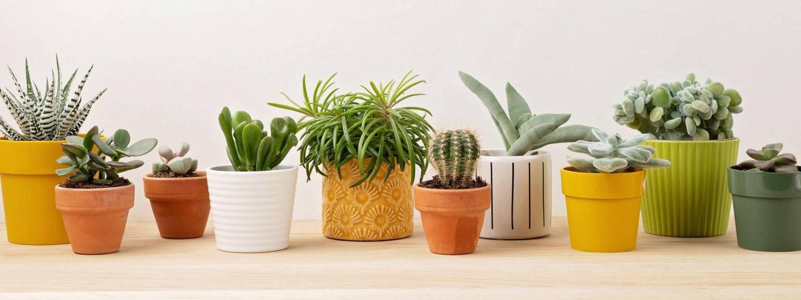 Plantes chez Ombelle Fleuriste