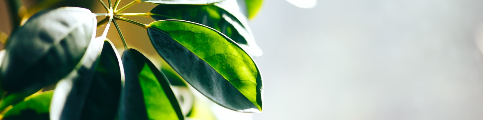 Plantes chez Ombelle Fleuriste