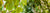 Plantes chez Ombelle Fleuriste