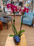 Orchidée Phalaenopsis - 5 po