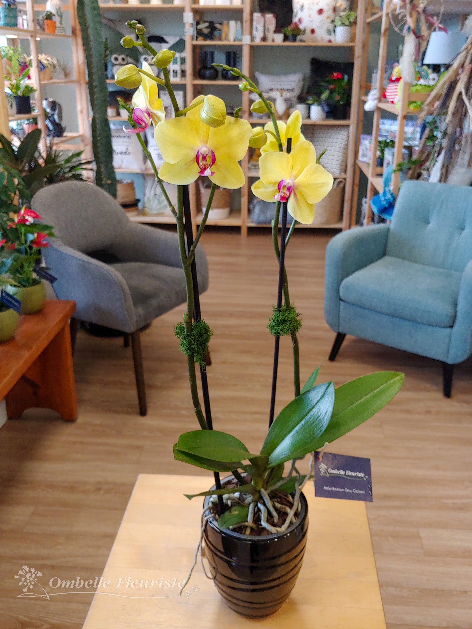 Orchidée Phalaenopsis - 4 po