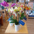 Orchidée Phalaenopsis - 3,5 po (cultivée au Québec)