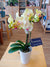 Orchidée Phalaenopsis - 3,5 po (cultivée au Québec)
