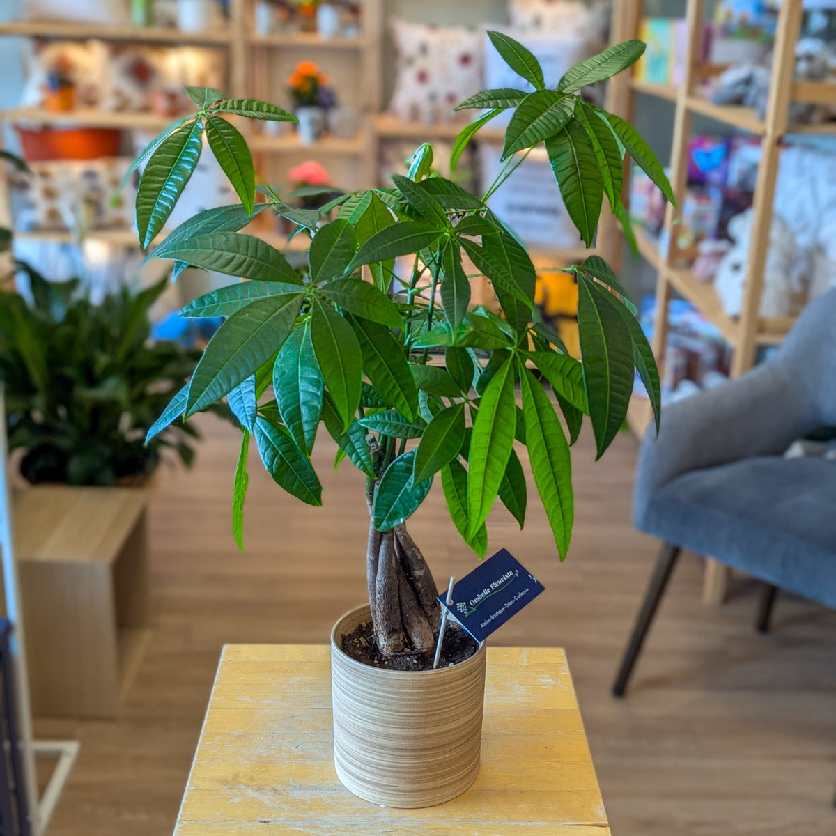 Pachira aquatica - 4po - pot céramique bois