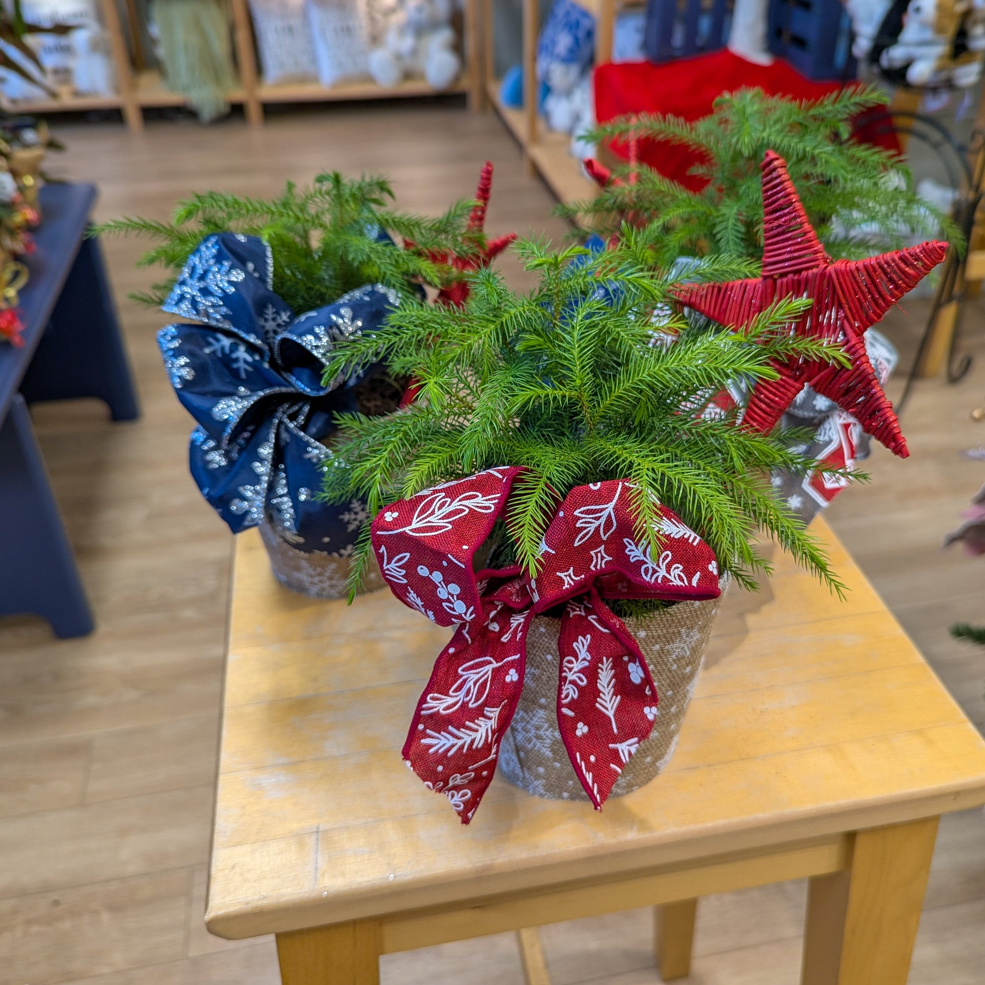 Pin de Norfolk - 4 po