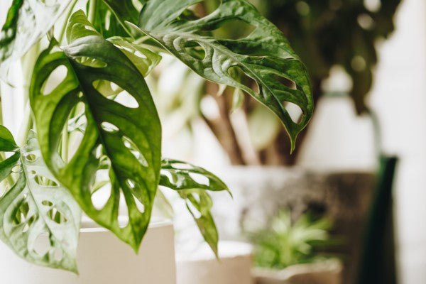 Catégorie plantes