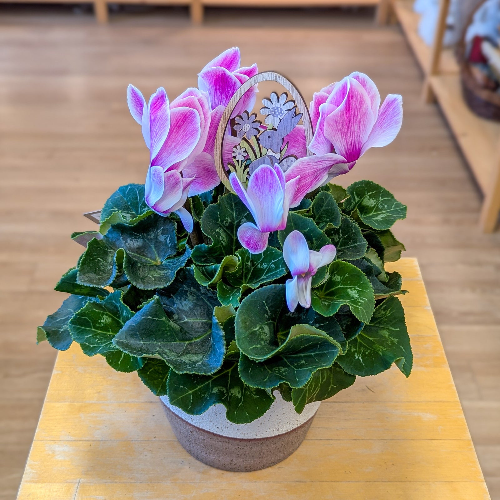 Cyclamen - 6 po